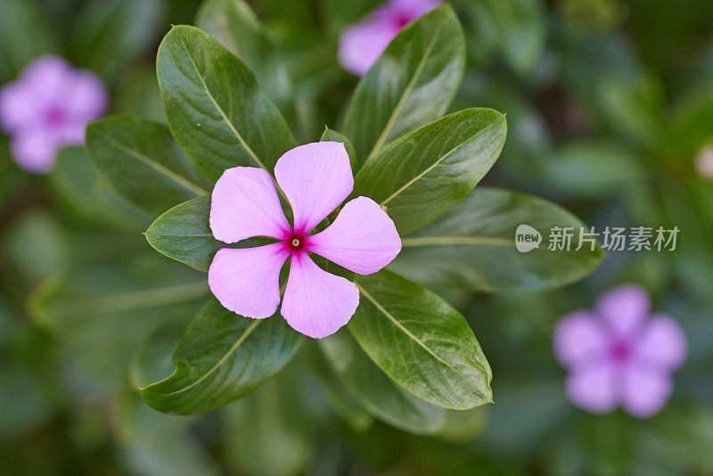 Catharanthus Roseus也叫,花